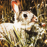 New Order - Waiting For The Sirens' Call